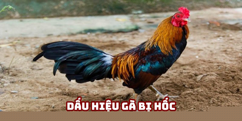 Dấu hiệu gà bị hốc Dấu hiệu gà bị hốc