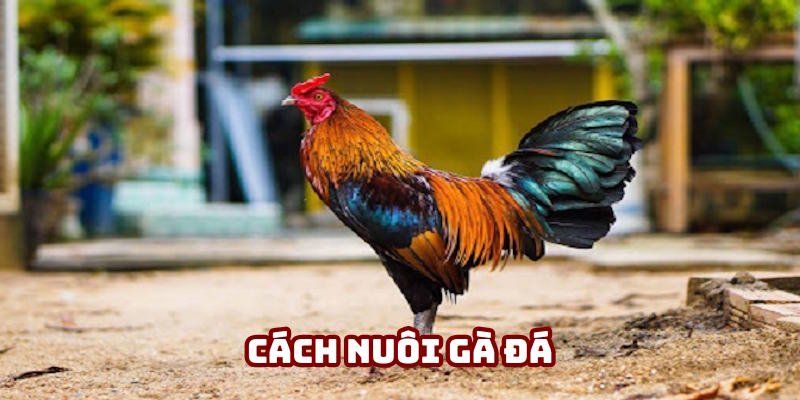 Cách Nuôi Gà Đá DV388: Hướng Dẫn Chăm "Thú Cưng"