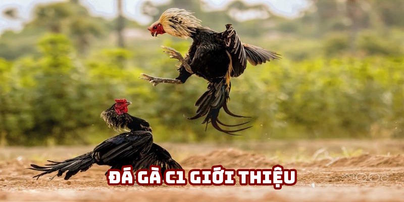 Sơ lược loại hình Đá gà C1 Sơ lược loại hình Đá gà C1