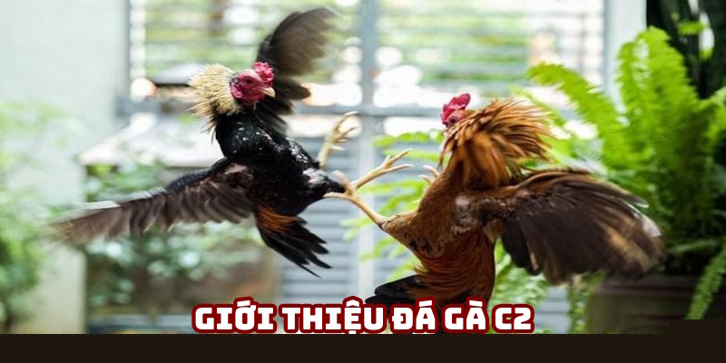 Nội dung định nghĩa đá gà C2 Nội dung định nghĩa đá gà C2