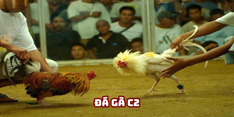 Đá gà C2 DV388: Trải Nghiệm Sự Kiện Đỉnh Cao Tại Nhà Cái