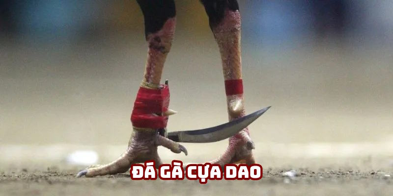 Đá gà Campuchia cựa dao cuốn hút