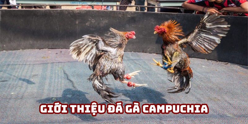 Thông tin định nghĩa đá gà Campuchia