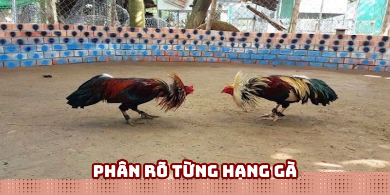 Đá gà Campuchia phân rõ từng hạng cân