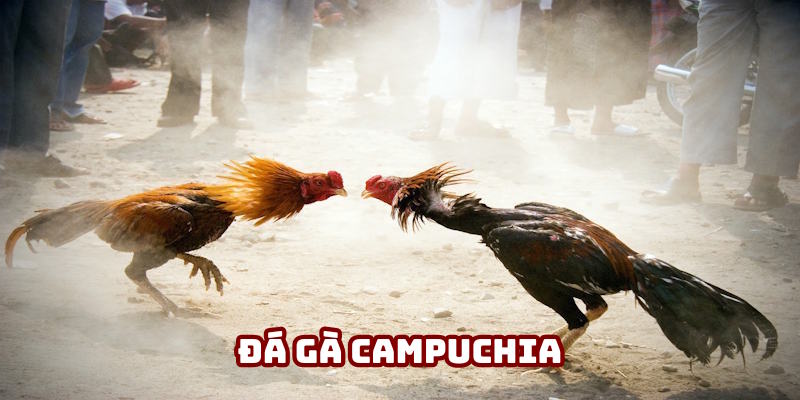 Đá Gà Campuchia DV388: Sản Phẩm Chọi Kê Kỳ Thú 2025