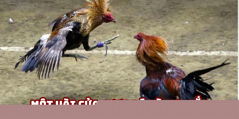 Một vài cửa cược đá gà cựa sắt thú vị Một vài cửa cược đá gà cựa sắt thú vị