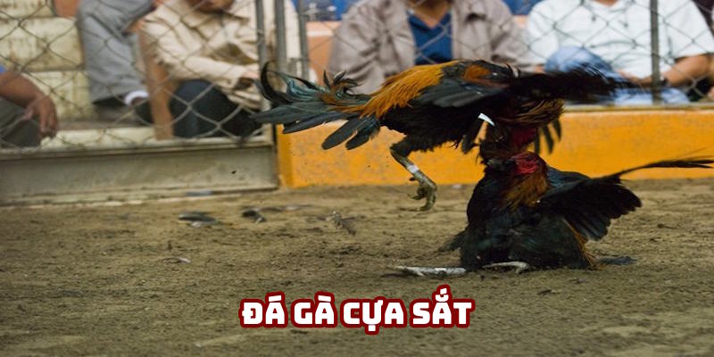 Đá Gà Cựa Sắt DV388: Thông Tin Phiên Bản Kê Chọi Đỉnh Cao