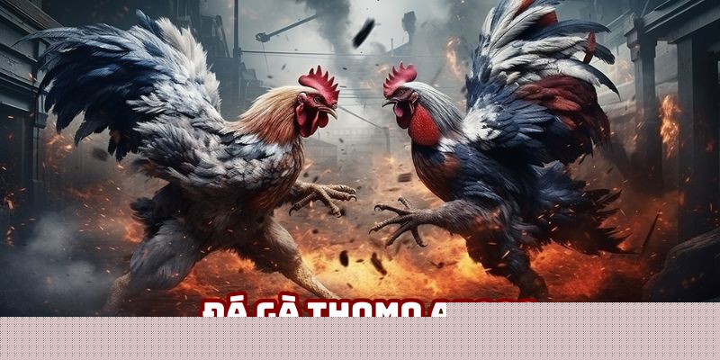 Đá Gà Thomo DV388: Sức Hút Đỉnh Từ Trường Gà Huyền Thoại