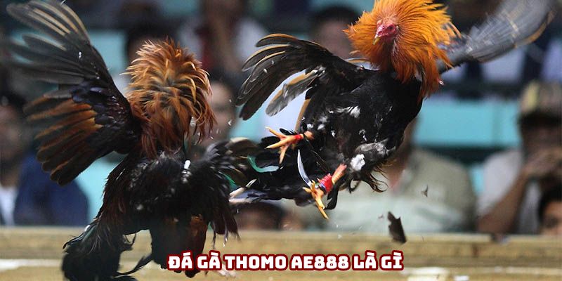 Đá gà Thomo DV388 - Biểu tượng chiến thắng và gan dạ Đá gà Thomo DV388 - Biểu tượng chiến thắng và gan dạ