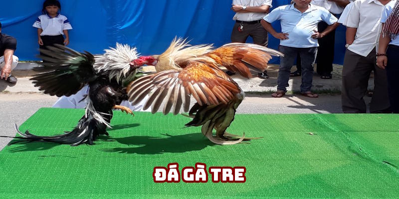 Đá Gà Tre DV388: Loại Hình Kê Chọi Cuốn Hút Nhà Cái 2025