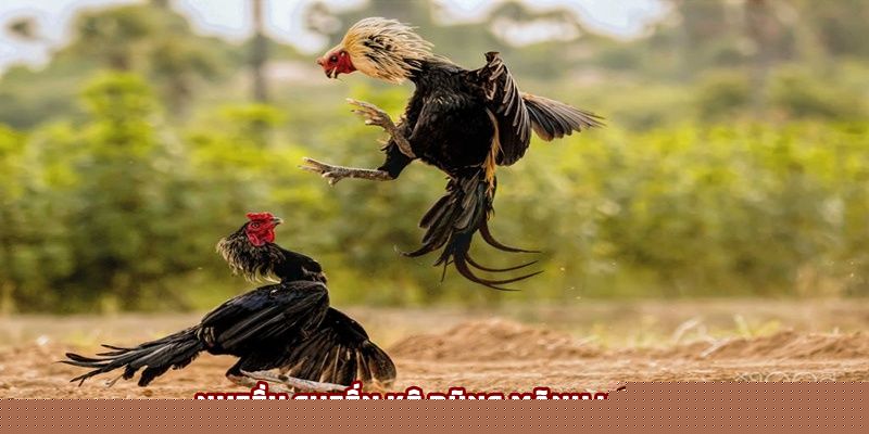Nhiều chiến kê dũng mãnh hội tụ Nhiều chiến kê dũng mãnh hội tụ